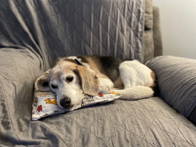 Old beagle in chair