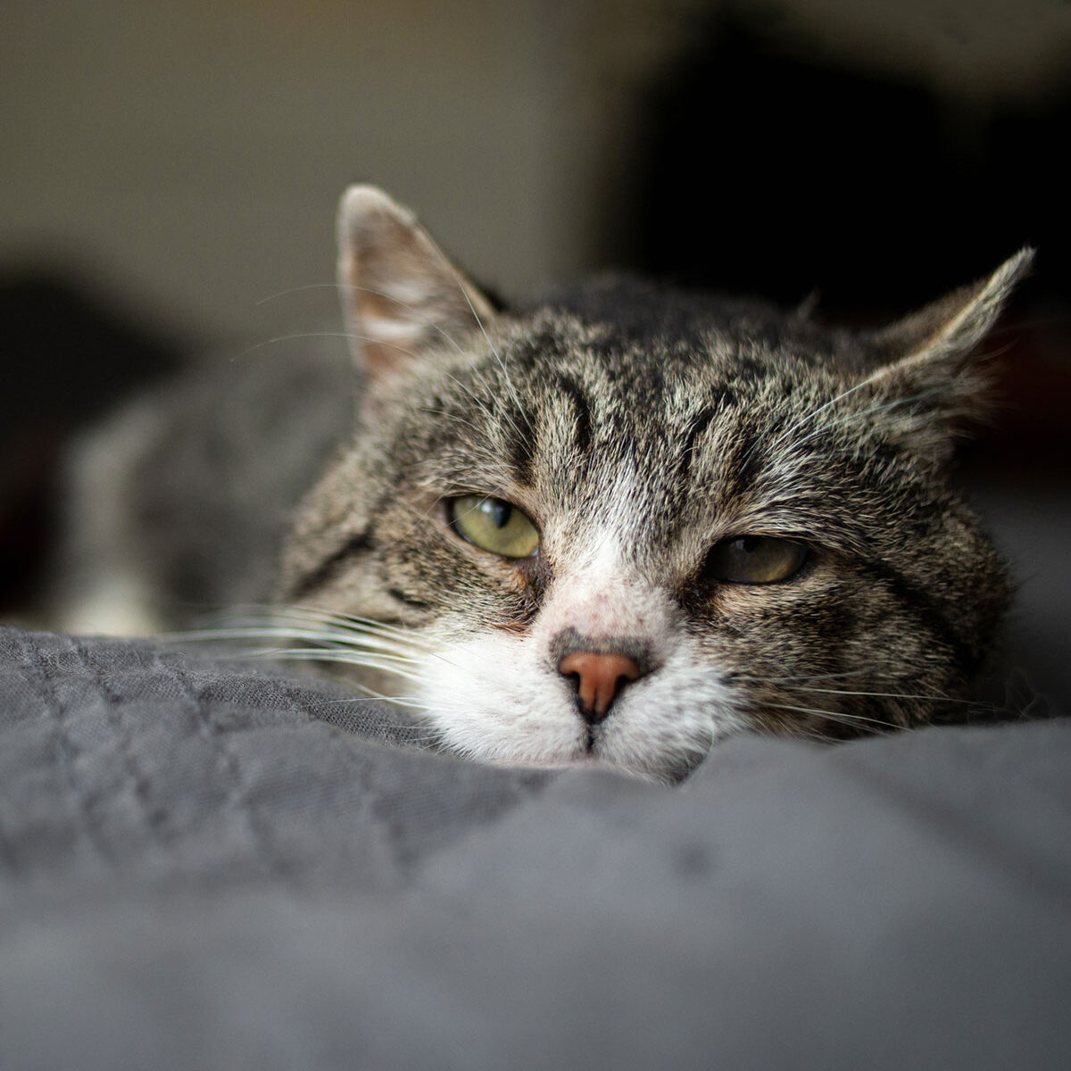 Old Tabby Cat In Bed